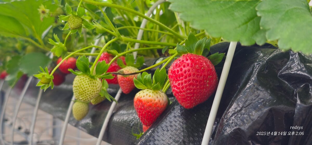 Bokor Mountain Strawberry Harvest